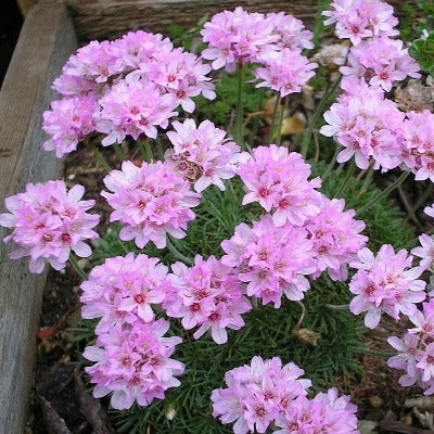 Armeria juniperifolia Bevan's Variety