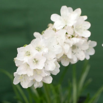 Armeria_maritima_Alba