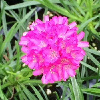 Armeria_maritima_Dusseldorf_Pride