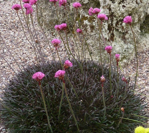 Armeria_rubrifolia