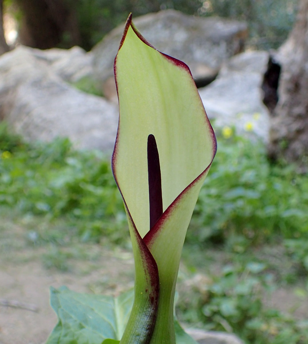 Arum hygrophyllum