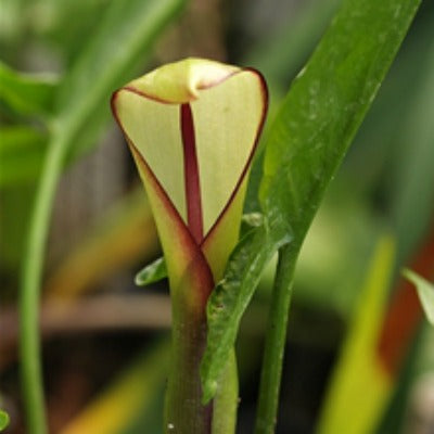 Arum hygrophilum