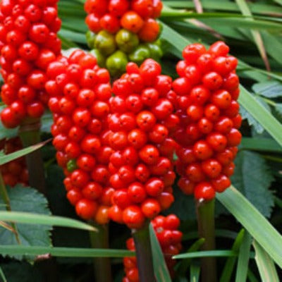 Arum maculatum