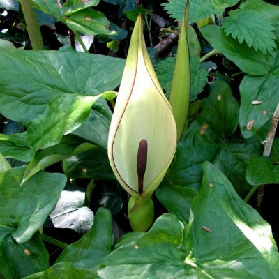 Arum maculatum