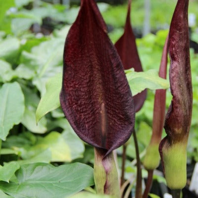 Arum_purpureospathum