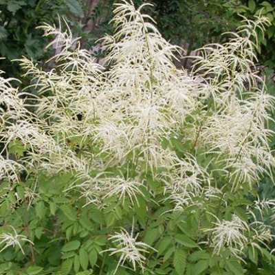 Aruncus_aethusifolius