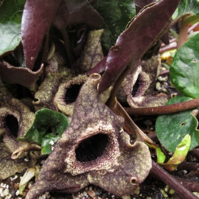 Asarum_splendens