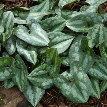 Asarum_splendens