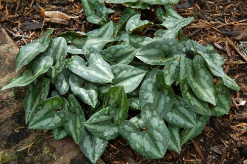 Asarum_splendens