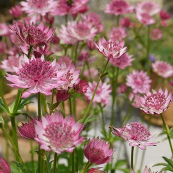Astrantia_major_roma_eu4975.jpg