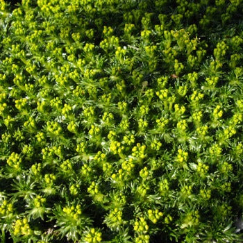 Azorella_trifurcata_nana