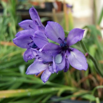 Babiana_stricta_purple_star.jpg