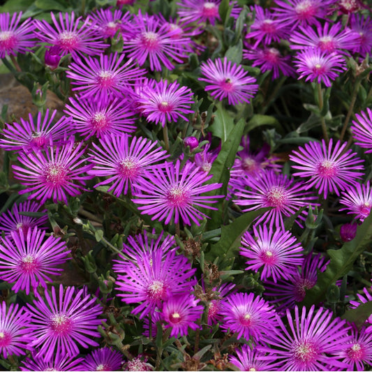 Delosperma cooperi