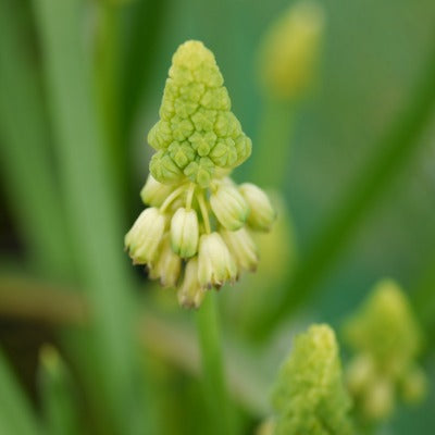 Bellevalia pycnantha Green Pearl