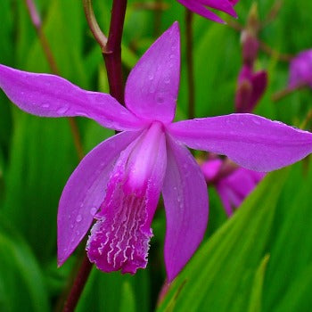 Bletilla_striata.jpg