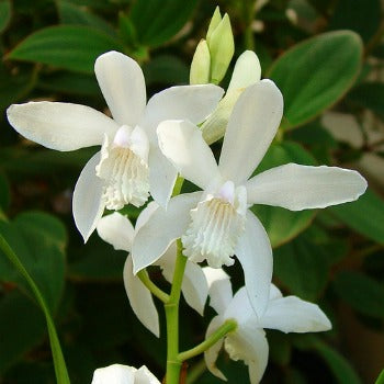 Bletilla_striata_Alba