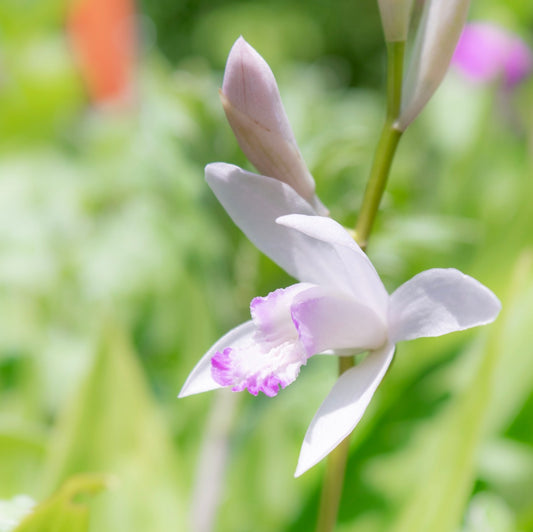 Bletilla striata formasana Gebina