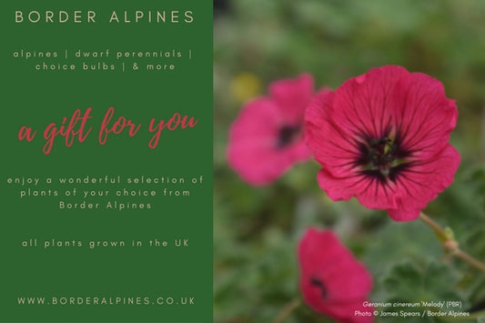 Border Alpines Gift Voucher
