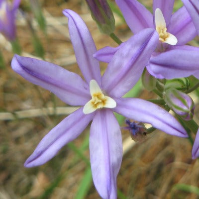 Brodiaea_californica