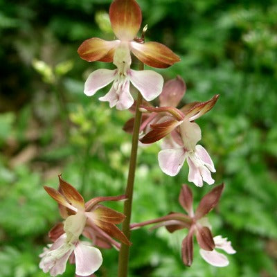 Calanthe_discolor