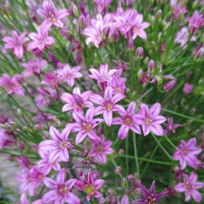 Caloscordum_neriniflorum