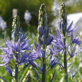 Camassia caerulea