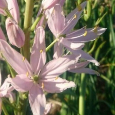 Camassia_leichtlinii_(Pale Pink Form)