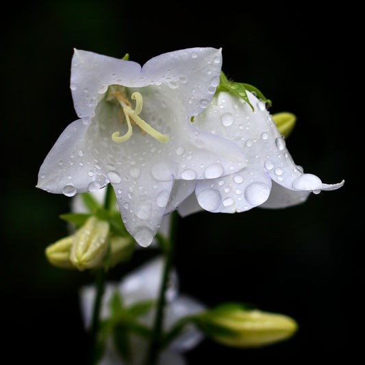 Campanula persicifolia