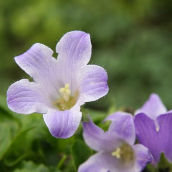 Campanula chamissonis 'Superba' (C. pilosa 'Superba')