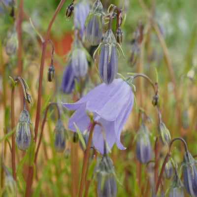 Campanula_cochlearifolia_Blue_Baby