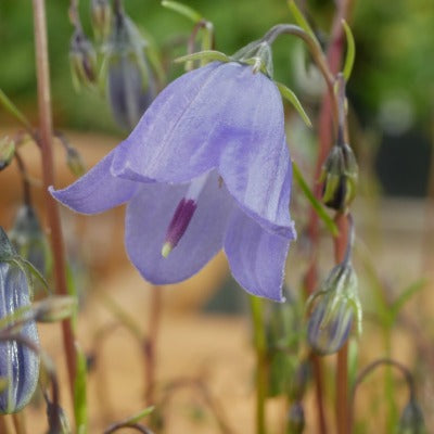 Campanula_cochlearifolia_Blue_Baby