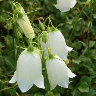 Campanula_cochlearifolia_White_Baby