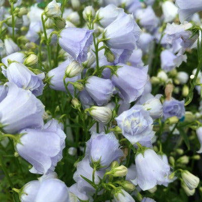 Campanula_Elizabth_Oliver