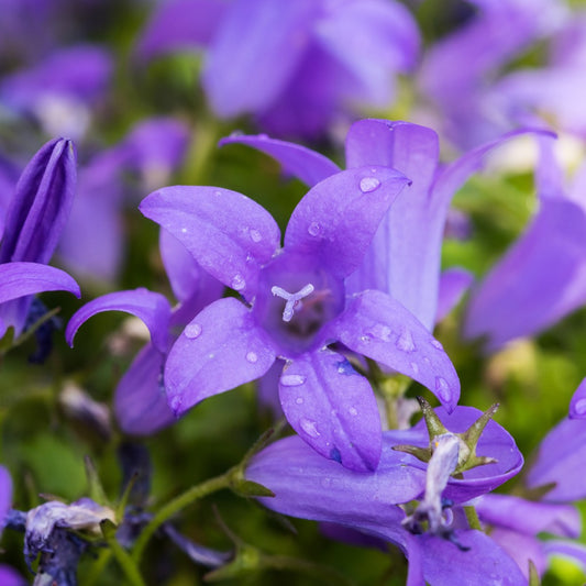 Campanula portenschlagiana