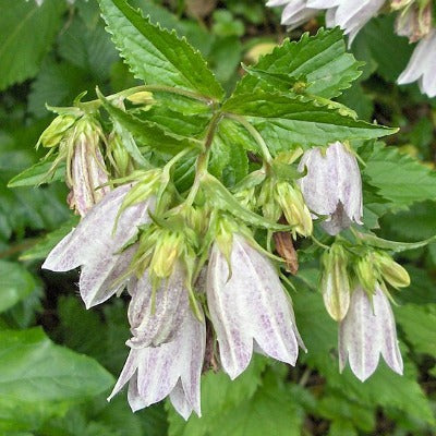 Campanula_takesimana