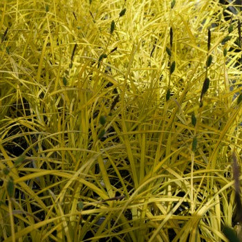 Carex_elata_aurea.jpg
