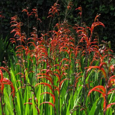 Chasmanthe_bicolor