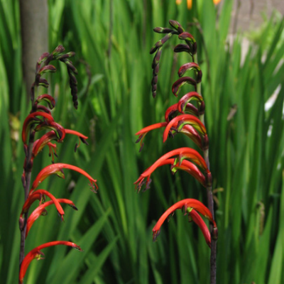Chasmanthe_bicolor