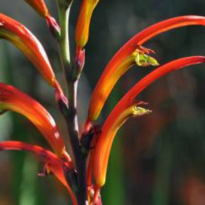 Chasmanthe_bicolor