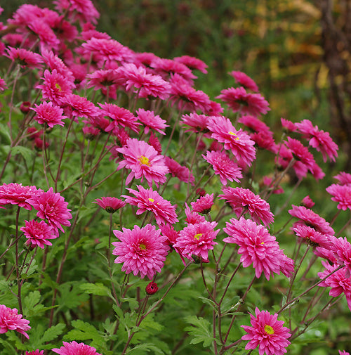 Chrysanthemum Bretforton Road