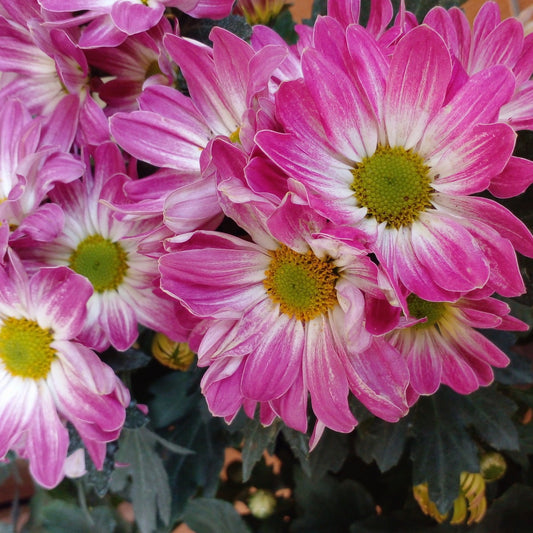 Chrysanthemum Jolie Rose