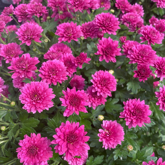 Chrysanthemum Julia Peterson