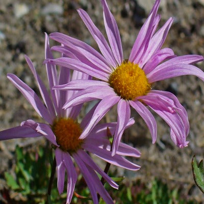 Chrysanthemum_weyritchii