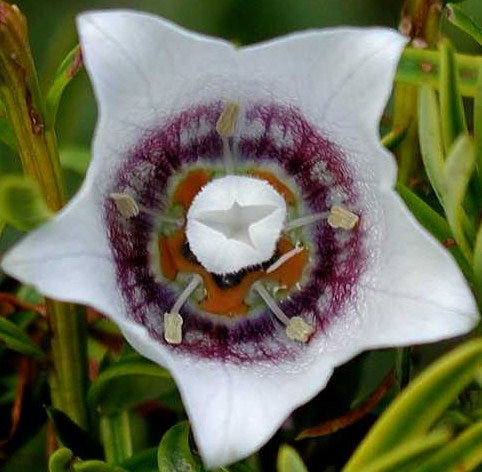 Codonopsis_clematidea