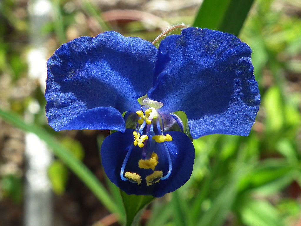 Commelina_coelestis_Rhapsody