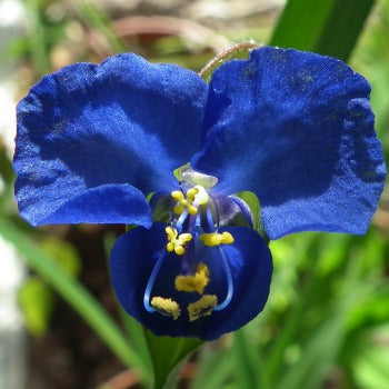 Commelina_coelestis_Rhapsody