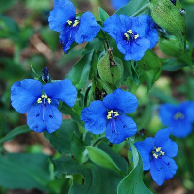 Commelina_Sleeping_Beauty