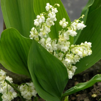 Convallaria_majalis_prolificans