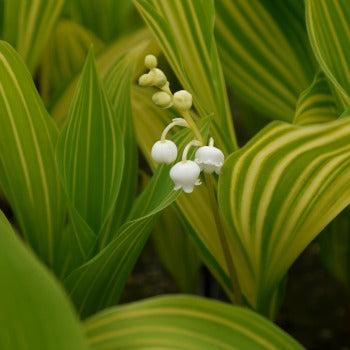 Convallaria_majalis_variegata.jpg