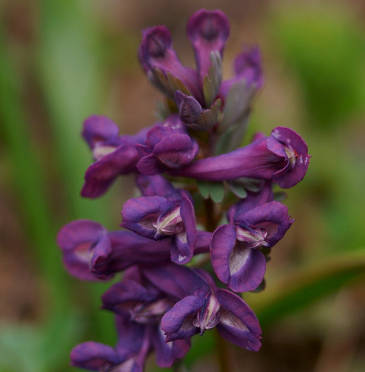 Corydalis Korn's Purple